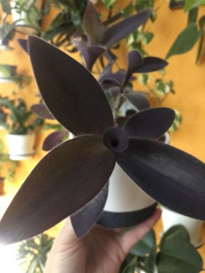 Tradescantia  Pallida “ Purple heart- čerstvý řizek .