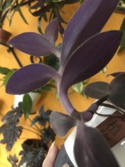 IMG_2181.jpeg
