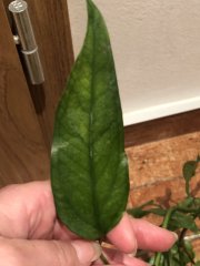 IMG_2882.jpeg