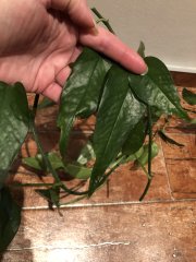 IMG_2880.jpeg