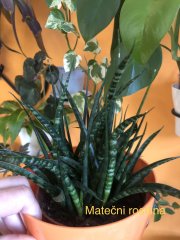 IMG_2777.jpeg