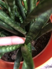 IMG_2779.jpeg