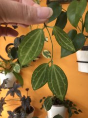 IMG_2980.jpeg