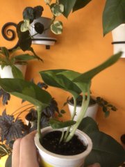 IMG_3533.jpeg