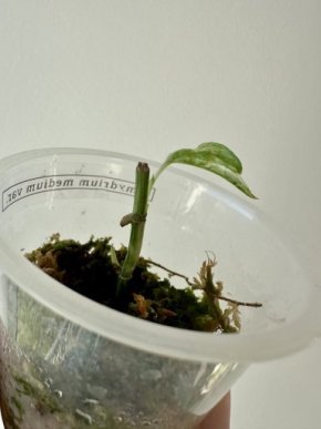 Amydrium medium variegated