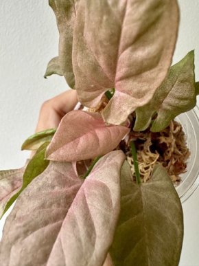 Syngonium red feather