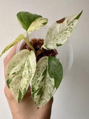 Epipremnum pinnatum variegata B