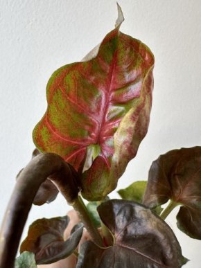 Syngonium "Strawberry Ice "
