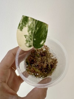 Scindapsus jade satin variegated