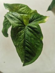 IMG_20220919_125811.jpg