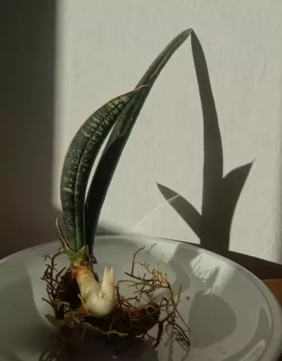 S. fischeri 2.webp