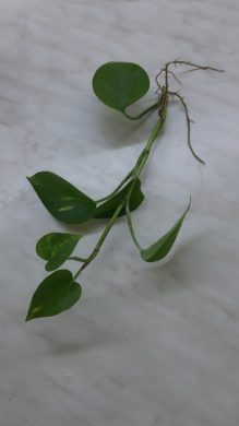 Epipremnum aureum