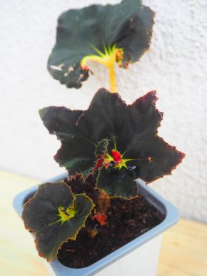 Begonia - baby rostlinky, poštovné 10Kč