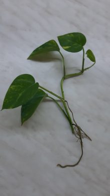 Epipremnum aureum