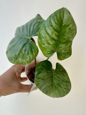 Philodendron sodiroi