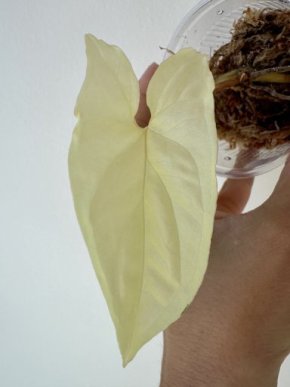 Syngonium albo