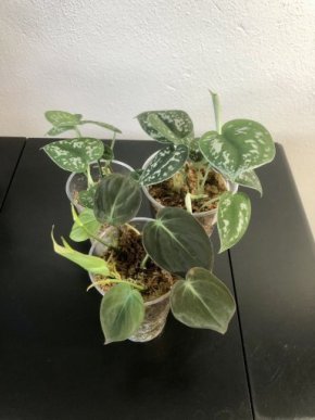 Set scindapsus argyrareus+philodendron micans