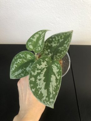 Scindapsus exotica