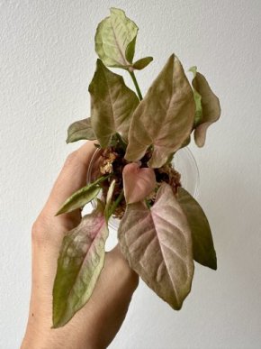 Syngonium red feather POTŘEBUJU MÍSTO ! 😂