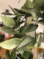 IMG_3002.jpeg