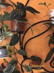 IMG_1914.jpeg