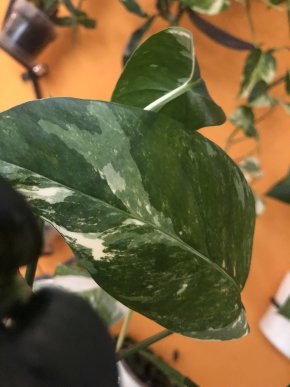 Epipremnum Pinnatum variegata - stonkovy řizek