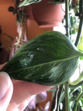 Epipremnum aurem Shangri La / Godzila - stonkovy řizek
