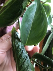 IMG_3784.jpeg