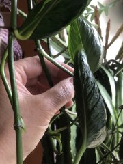 IMG_3785.jpeg
