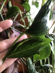 IMG_3778.jpeg