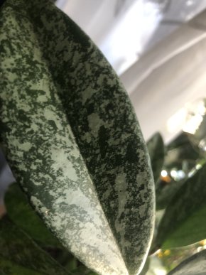 Hoya Shirley - čerstvý řizek .