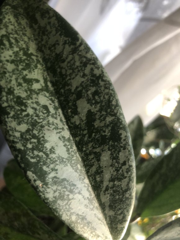 IMG_3801.jpeg