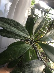 IMG_3800.jpeg