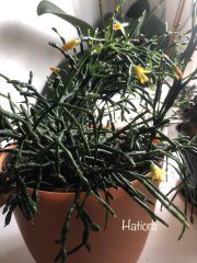 IMG_3878.jpeg