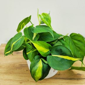 Philodendron Brasil