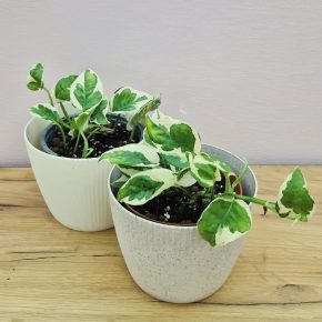 Epipremnum Njoy