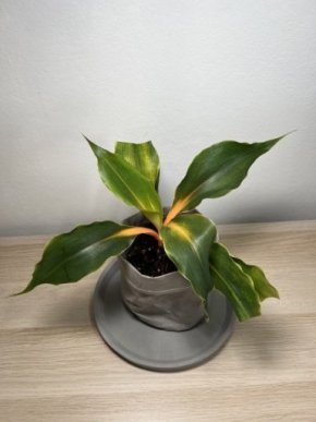 Chlorophytum orchidastrum 'Green Orange' - aukce od 1 Kč