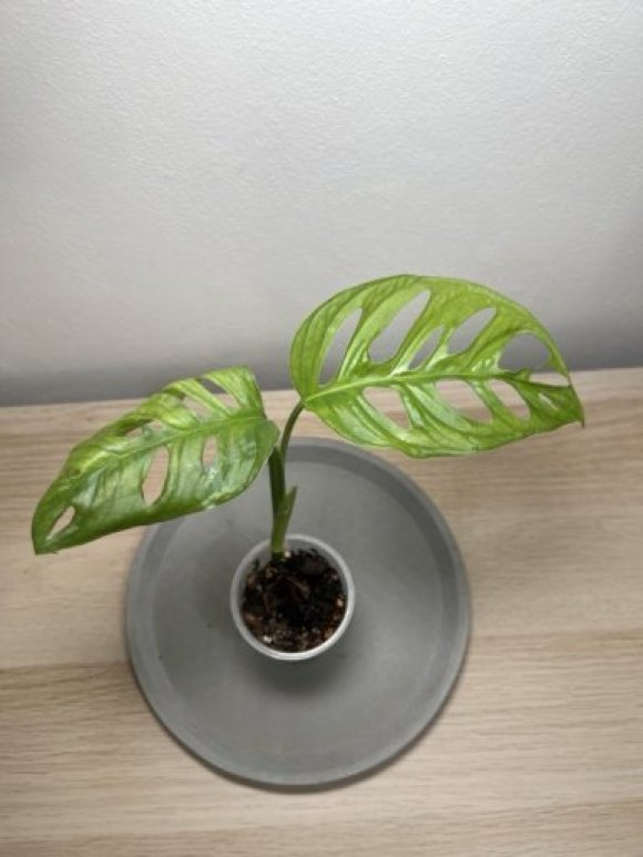 IMG_2695 Velký.jpeg