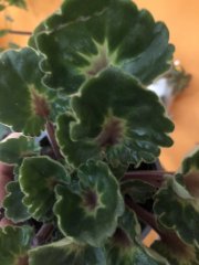 IMG_5688.jpeg