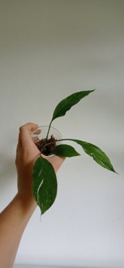 Spathyphylum "Diamond" /variegátní toulcovka