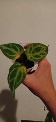 Anthurium clarinervium (malá rostlinka)
