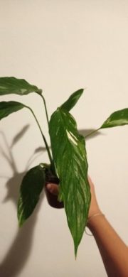 Spathyphylum "Diamond" /variegátní toulcovka
