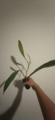 Philodendron crassinervium