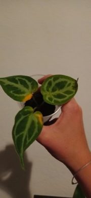 Anthurium clarinervium (malá rostlinka)