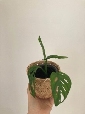 Monstera adansonie Monkey Mask