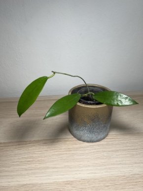 Hoya pubicorolla ssp. anthracina (pubicalyx ‘Black Dragon’)