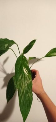 Spathyphylum "Diamond" /variegátní toulcovka