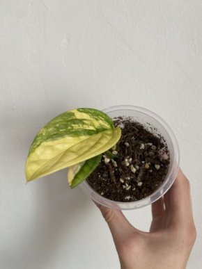 Monstera Karstenianum Peru Variegata, Vršek