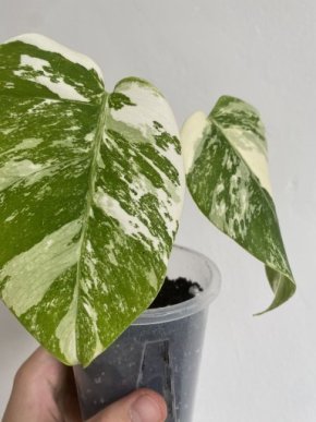 Monstera Deliciosa Albo Variegata, Kořenící Vršek, s Květináčem,