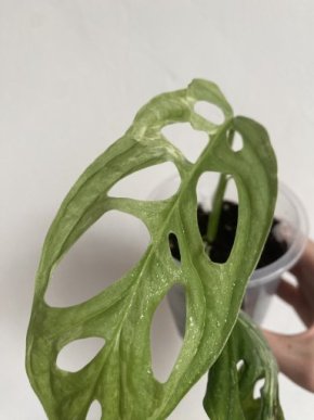 Monstera Adansonii Indonesian Marble, Řízek